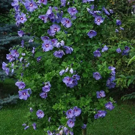 Gaestehaus Loedermann 여관 *